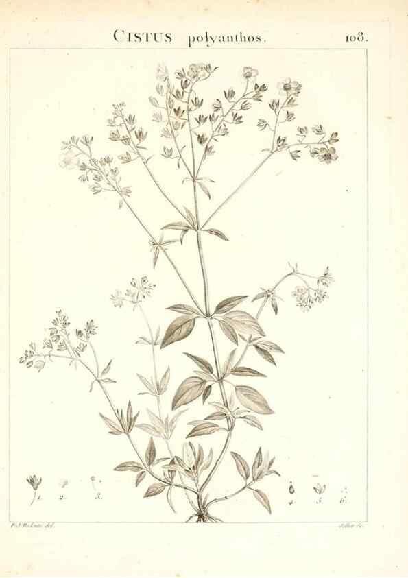 Reproducción/Reproduction 7456023654: Flora Atlantica, sive, Historia plantarum quae in Atlante, agro Tunetano et Algeriensi crescunt /. Parisiis :Apud Blanchon,1800.