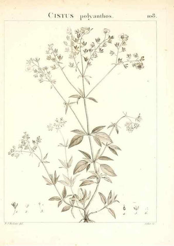 Reproducción/Reproduction 7456023654: Flora Atlantica, sive, Historia plantarum quae in Atlante, agro Tunetano et Algeriensi crescunt /. Parisiis :Apud Blanchon,1800.