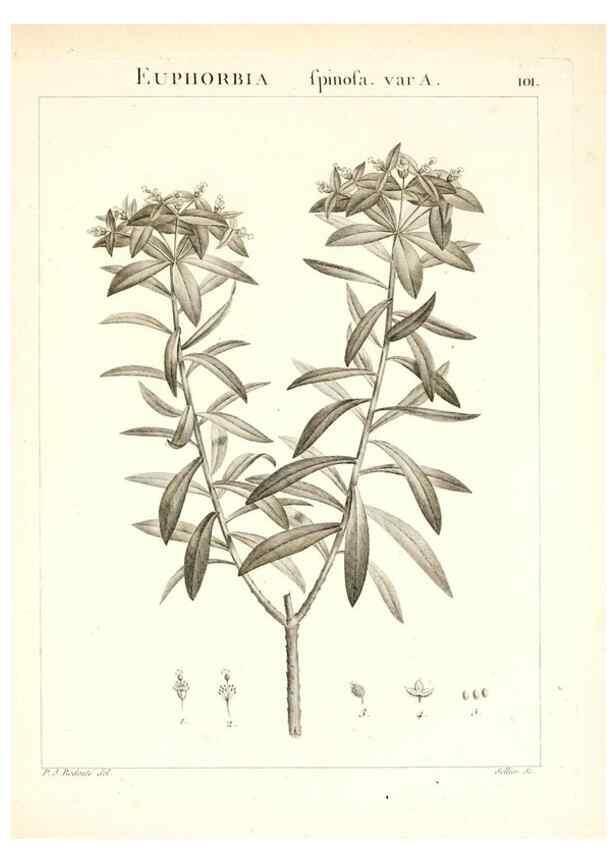 Reproducción/Reproduction 7456017390: Flora Atlantica, sive, Historia plantarum quae in Atlante, agro Tunetano et Algeriensi crescunt /. Parisiis :Apud Blanchon,1800.