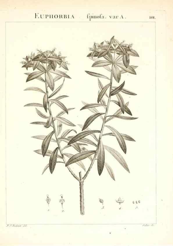 Reproducción/Reproduction 7456017390: Flora Atlantica, sive, Historia plantarum quae in Atlante, agro Tunetano et Algeriensi crescunt /. Parisiis :Apud Blanchon,1800.