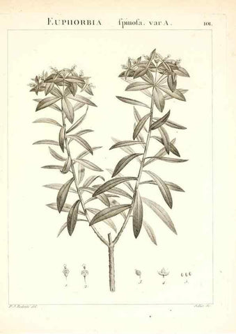 Reproducción/Reproduction 7456017390: Flora Atlantica, sive, Historia plantarum quae in Atlante, agro Tunetano et Algeriensi crescunt /. Parisiis :Apud Blanchon,1800.