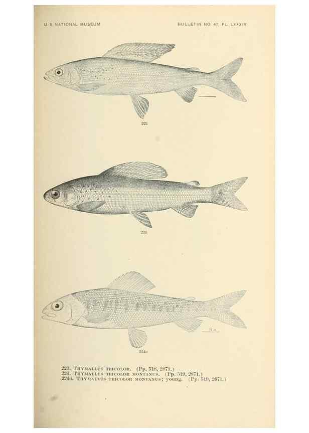 Reproducción/Reproduction 7983341971: The fishes of North and Middle America :. Washington :Smithsonian Institution, United States National Museum,1896-1900.