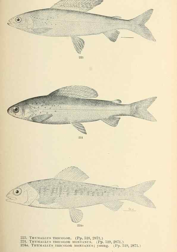 Reproducción/Reproduction 7983341971: The fishes of North and Middle America :. Washington :Smithsonian Institution, United States National Museum,1896-1900.