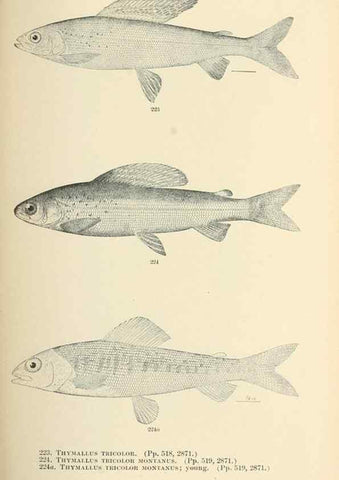 Reproducción/Reproduction 7983341971: The fishes of North and Middle America :. Washington :Smithsonian Institution, United States National Museum,1896-1900.