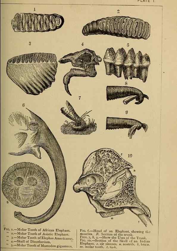 Reproducción/Reproduction 7583925738: The ivory king;. New York,C. Scribner's sons,1886.