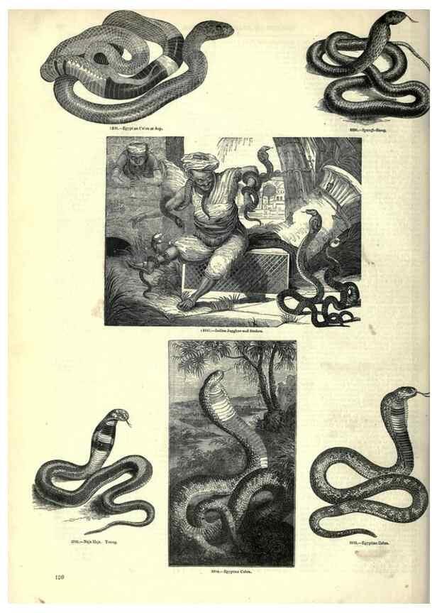 Reproducción/Reproduction 7740027700: The pictorial museum of animated nature .... London :C. Cox,[1844?]