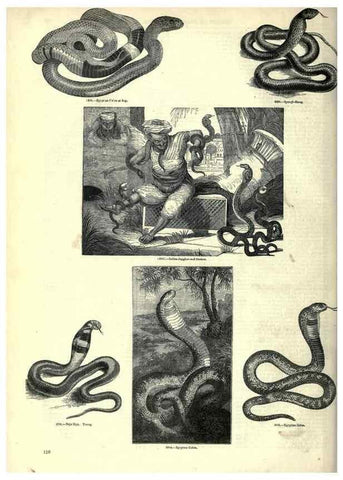Reproducción/Reproduction 7740027700: The pictorial museum of animated nature .... London :C. Cox,[1844?]