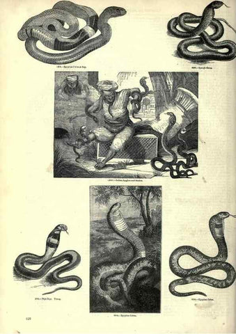 Reproducción/Reproduction 7740027700: The pictorial museum of animated nature .... London :C. Cox,[1844?]