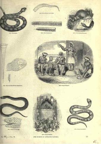 Reproducción/Reproduction 7740028800: The pictorial museum of animated nature .... London :C. Cox,[1844?]