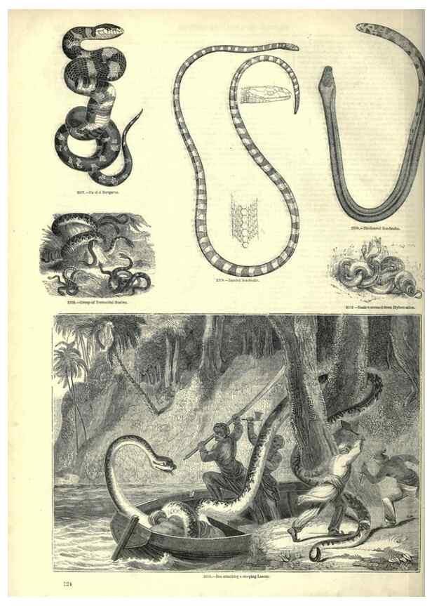 Reproducción/Reproduction 7740029834: The pictorial museum of animated nature .... London :C. Cox,[1844?]