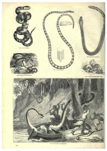 Reproducción/Reproduction 7740029834: The pictorial museum of animated nature .... London :C. Cox,[1844?]