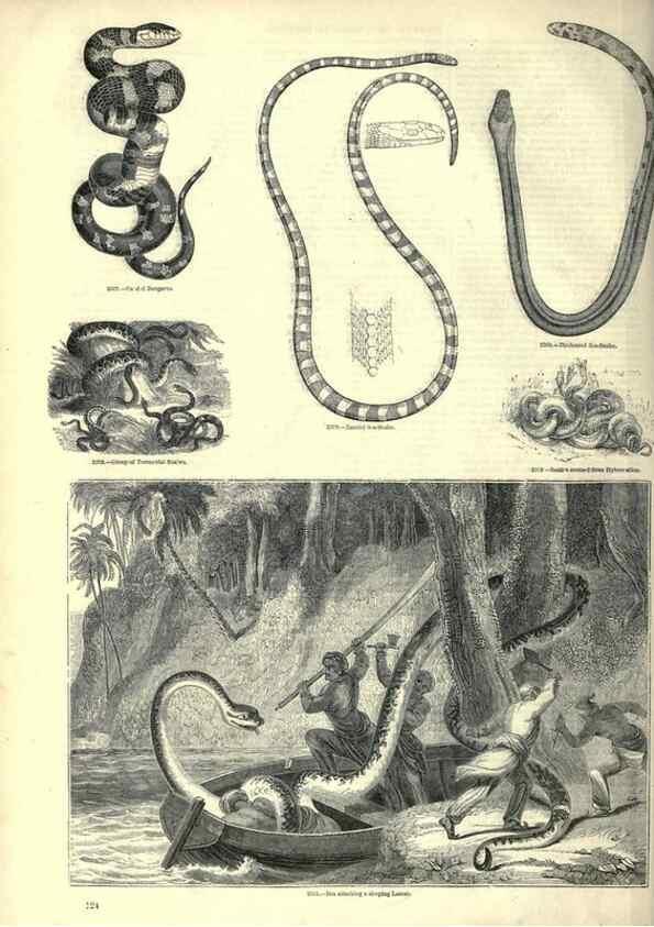 Reproducción/Reproduction 7740029834: The pictorial museum of animated nature .... London :C. Cox,[1844?]