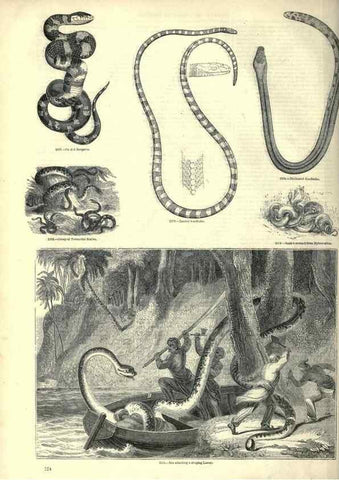 Reproducción/Reproduction 7740029834: The pictorial museum of animated nature .... London :C. Cox,[1844?]