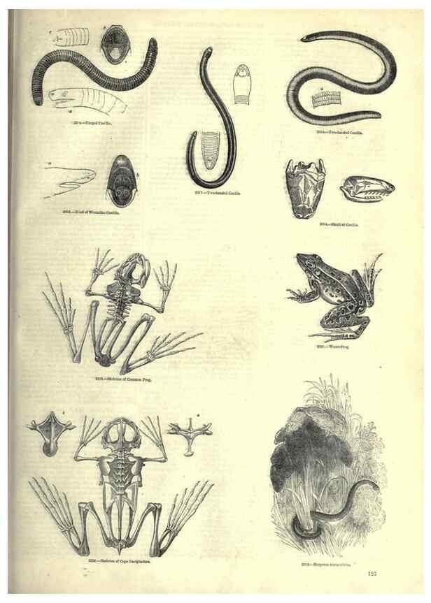 Reproducción/Reproduction 7740030978: The pictorial museum of animated nature .... London :C. Cox,[1844?]