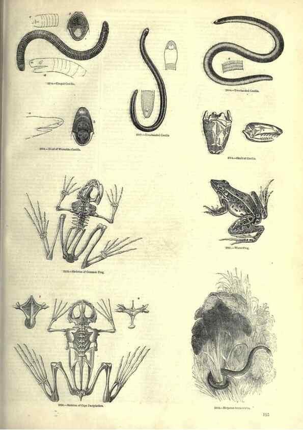 Reproducción/Reproduction 7740030978: The pictorial museum of animated nature .... London :C. Cox,[1844?]