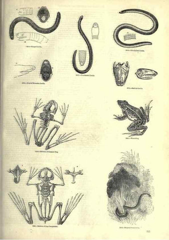 Reproducción/Reproduction 7740030978: The pictorial museum of animated nature .... London :C. Cox,[1844?]