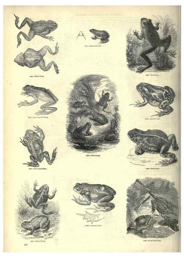 Reproducción/Reproduction 7740032078: The pictorial museum of animated nature .... London :C. Cox,[1844?]