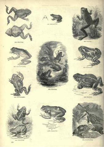Reproducción/Reproduction 7740032078: The pictorial museum of animated nature .... London :C. Cox,[1844?]