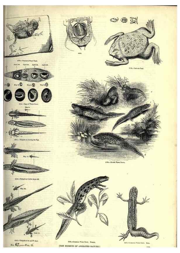 Reproducción/Reproduction 7740033144: The pictorial museum of animated nature .... London :C. Cox,[1844?]