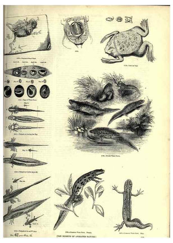 Reproducción/Reproduction 7740033144: The pictorial museum of animated nature .... London :C. Cox,[1844?]