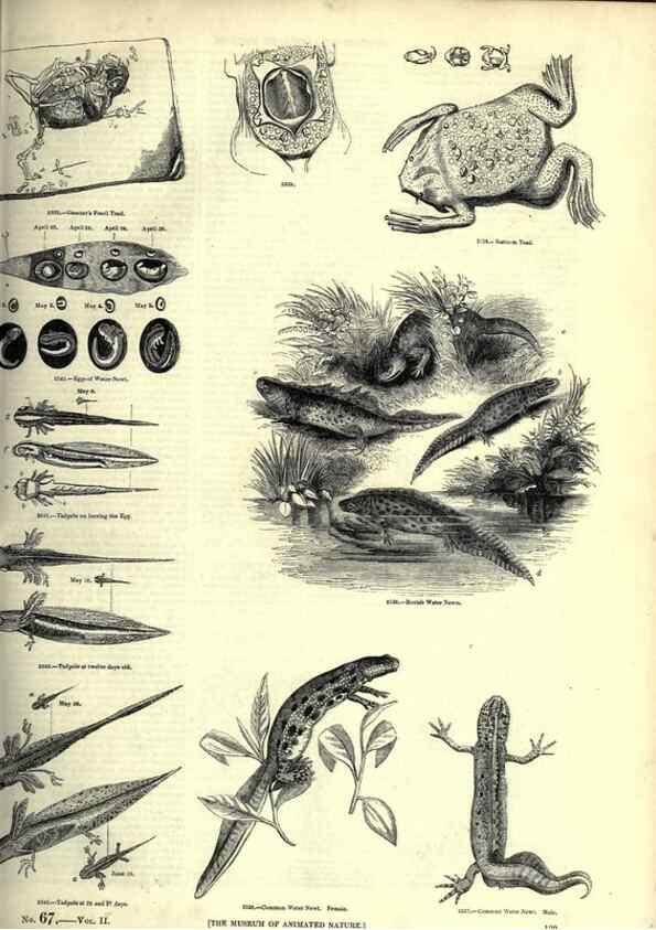 Reproducción/Reproduction 7740033144: The pictorial museum of animated nature .... London :C. Cox,[1844?]