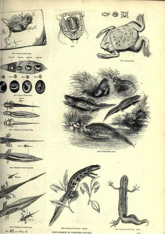 Reproducción/Reproduction 7740033144: The pictorial museum of animated nature .... London :C. Cox,[1844?]