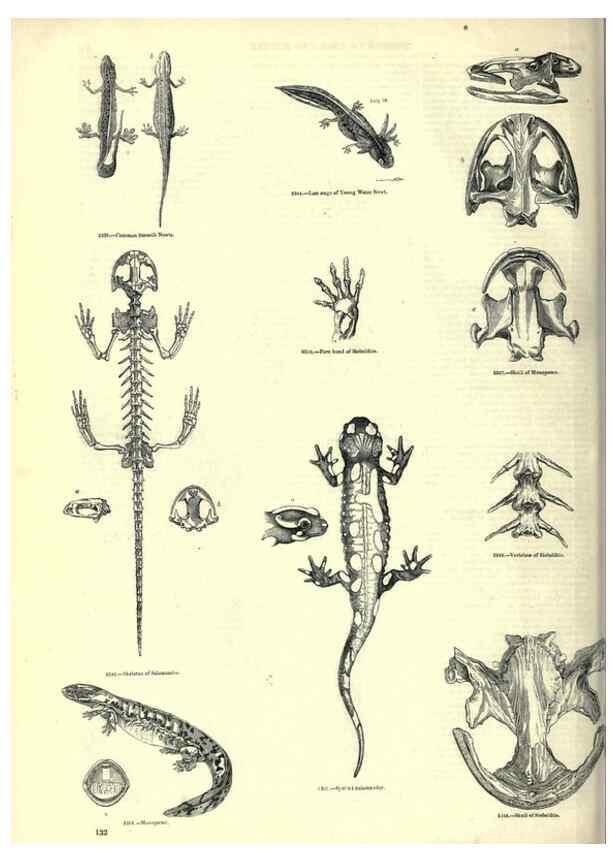 Reproducción/Reproduction 7740033990: The pictorial museum of animated nature .... London :C. Cox,[1844?]