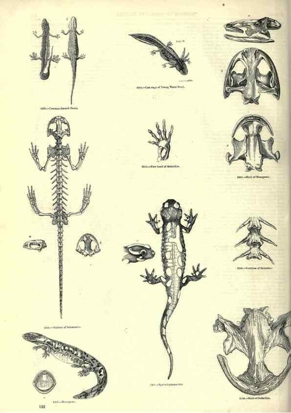 Reproducción/Reproduction 7740033990: The pictorial museum of animated nature .... London :C. Cox,[1844?]