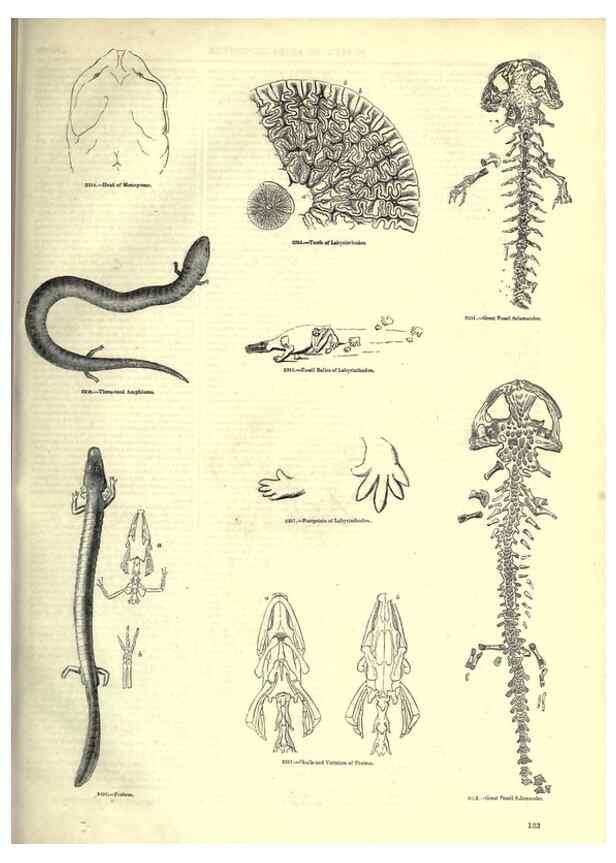 Reproducción/Reproduction 7740035012: The pictorial museum of animated nature .... London :C. Cox,[1844?]