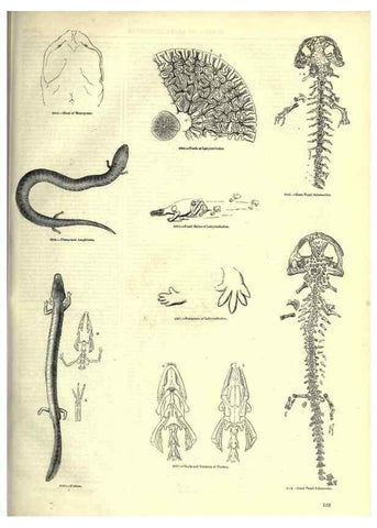 Reproducción/Reproduction 7740035012: The pictorial museum of animated nature .... London :C. Cox,[1844?]