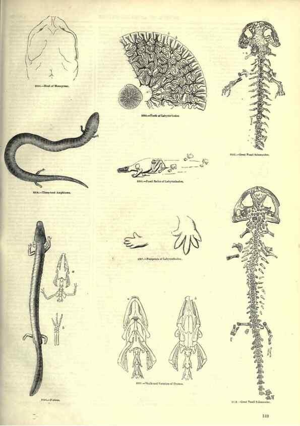 Reproducción/Reproduction 7740035012: The pictorial museum of animated nature .... London :C. Cox,[1844?]