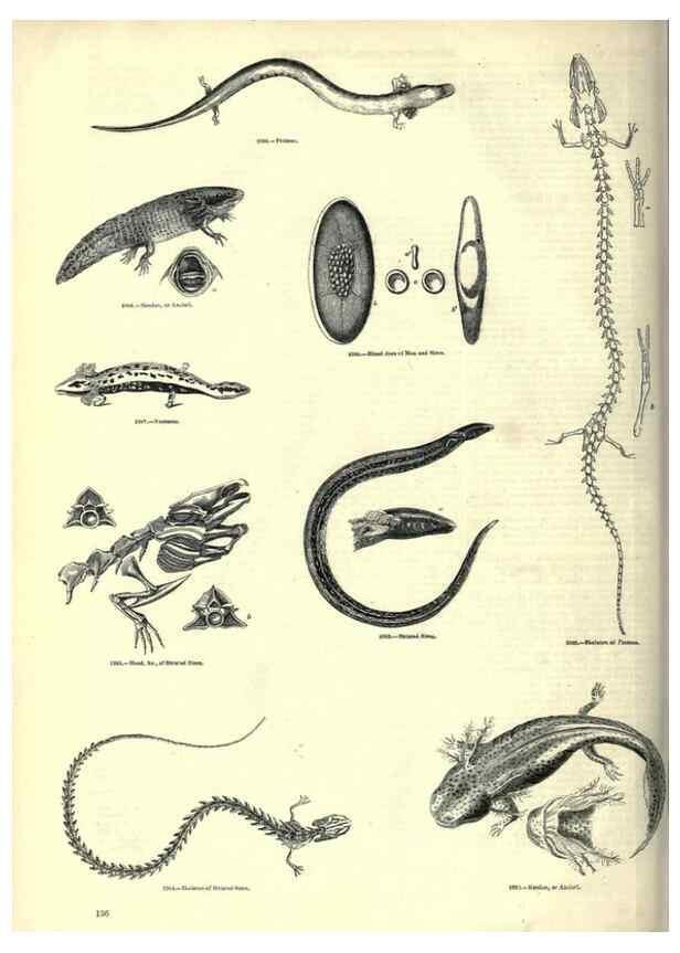 Reproducción/Reproduction 7740035746: The pictorial museum of animated nature .... London :C. Cox,[1844?]