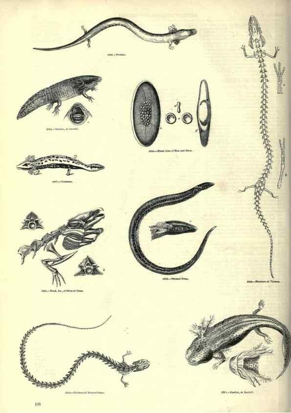 Reproducción/Reproduction 7740035746: The pictorial museum of animated nature .... London :C. Cox,[1844?]
