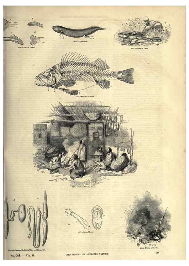 Reproducción/Reproduction 7740036788: The pictorial museum of animated nature .... London :C. Cox,[1844?]