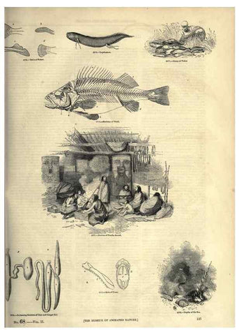 Reproducción/Reproduction 7740036788: The pictorial museum of animated nature .... London :C. Cox,[1844?]