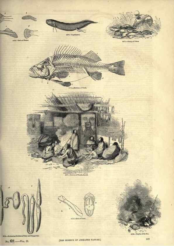 Reproducción/Reproduction 7740036788: The pictorial museum of animated nature .... London :C. Cox,[1844?]