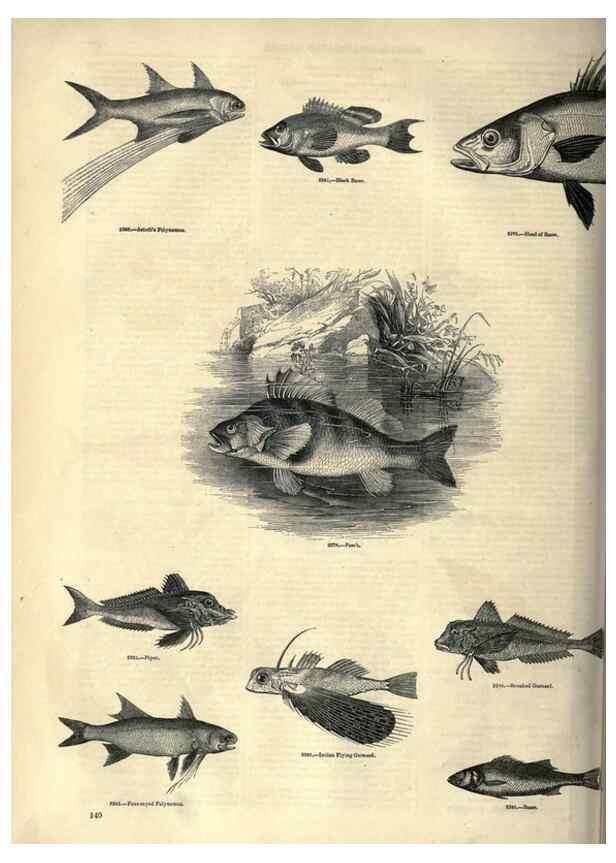 Reproducción/Reproduction 7740037702: The pictorial museum of animated nature .... London :C. Cox,[1844?]