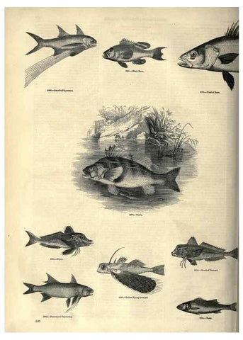 Reproducción/Reproduction 7740037702: The pictorial museum of animated nature .... London :C. Cox,[1844?]
