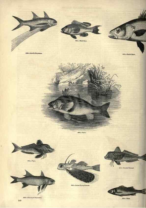 Reproducción/Reproduction 7740037702: The pictorial museum of animated nature .... London :C. Cox,[1844?]