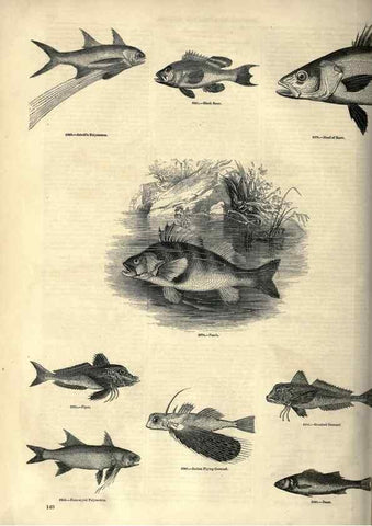 Reproducción/Reproduction 7740037702: The pictorial museum of animated nature .... London :C. Cox,[1844?]