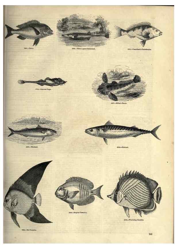 Reproducción/Reproduction 7740038792: The pictorial museum of animated nature .... London :C. Cox,[1844?]