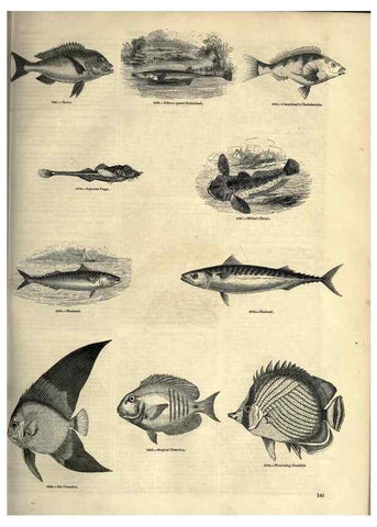 Reproducción/Reproduction 7740038792: The pictorial museum of animated nature .... London :C. Cox,[1844?]