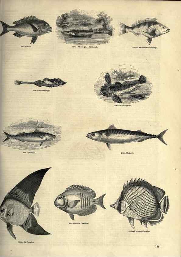 Reproducción/Reproduction 7740038792: The pictorial museum of animated nature .... London :C. Cox,[1844?]