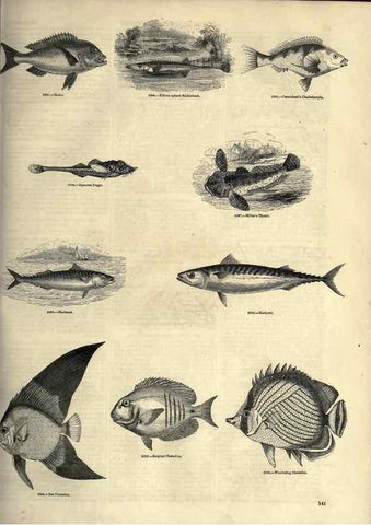 Reproducción/Reproduction 7740038792: The pictorial museum of animated nature .... London :C. Cox,[1844?]