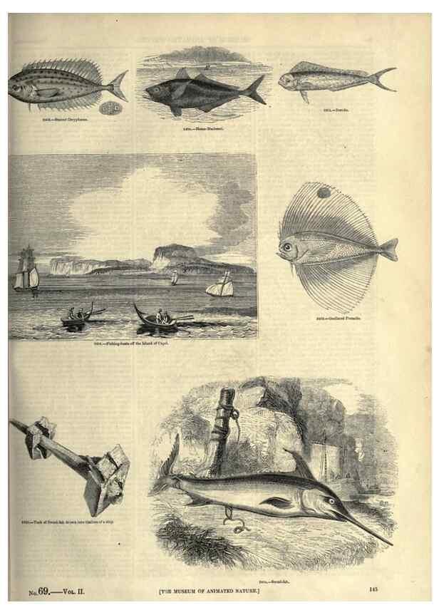 Reproducción/Reproduction 7740040888: The pictorial museum of animated nature .... London :C. Cox,[1844?]