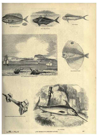 Reproducción/Reproduction 7740040888: The pictorial museum of animated nature .... London :C. Cox,[1844?]