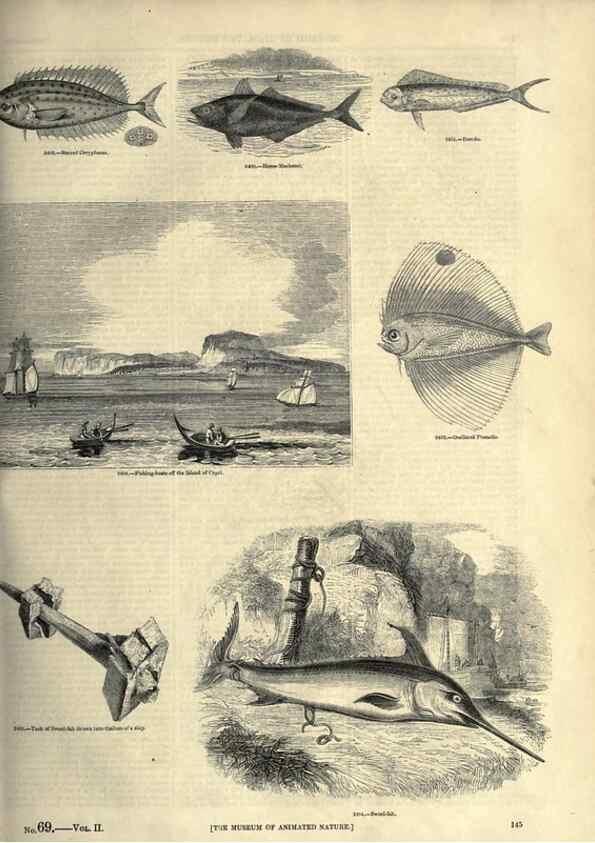 Reproducción/Reproduction 7740040888: The pictorial museum of animated nature .... London :C. Cox,[1844?]