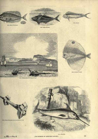 Reproducción/Reproduction 7740040888: The pictorial museum of animated nature .... London :C. Cox,[1844?]