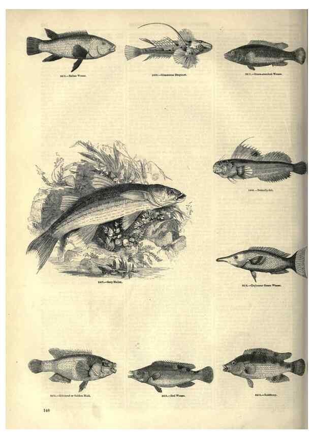 Reproducción/Reproduction 7740041818: The pictorial museum of animated nature .... London :C. Cox,[1844?]