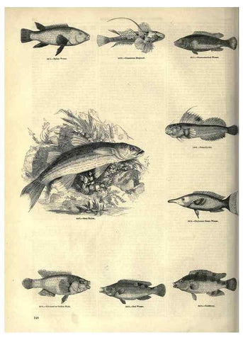 Reproducción/Reproduction 7740041818: The pictorial museum of animated nature .... London :C. Cox,[1844?]